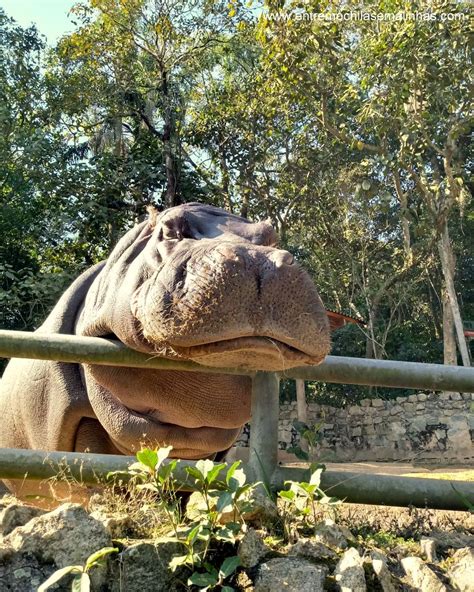 Zoológico De São Paulo Entre Mochilas E Malinhas