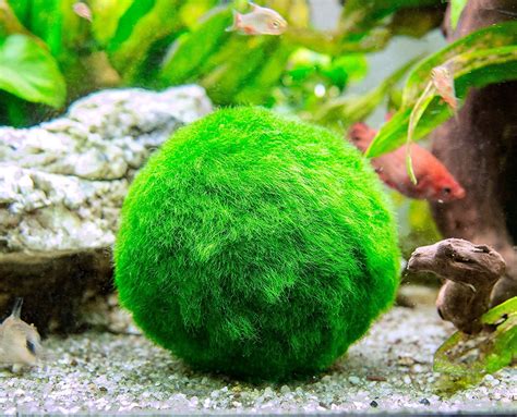 Aquarium Plant Moss Ball At Ada Martinez Blog