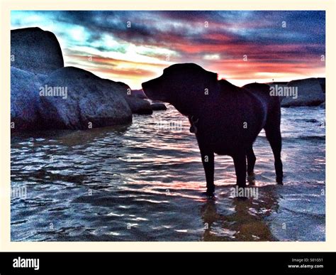 Black lab sunset Stock Photo - Alamy