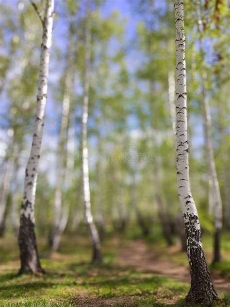 Birch Grove On Sunny Day Lush Greens Blurred Tall Trees Stock Image