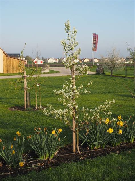 Kleinkronige Obstbäume für den Garten Bayerisches Obstzentrum