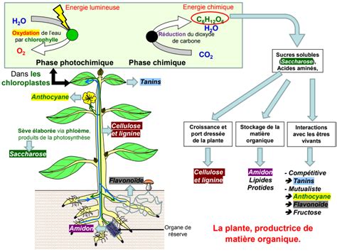 De la plante sauvage à la plante domestiquée