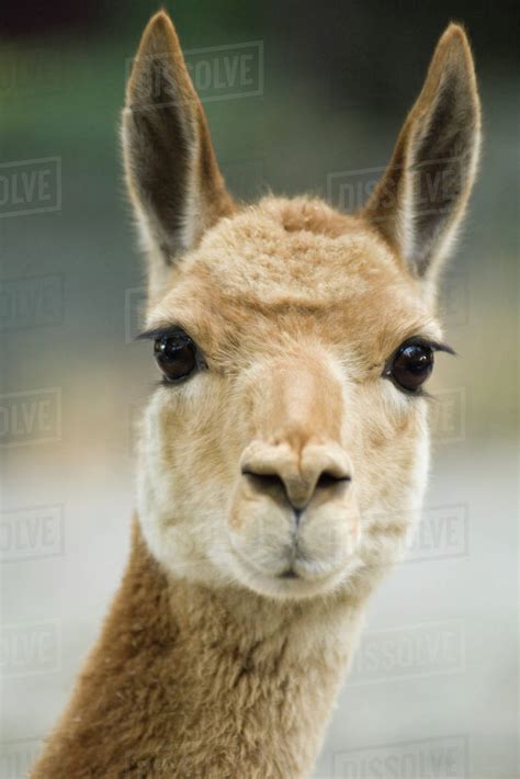 Llama Lama Glama Stock Photo Dissolve