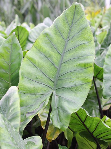 Alocasia Macrorrhiza Black Stem Elephant Ear Plant In Pot Kens