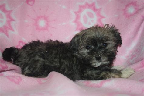 List Of Popular Havanese Mixes With Pictures