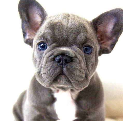 49 Gray French Bulldog With Blue Eyes Picture Bleumoonproductions