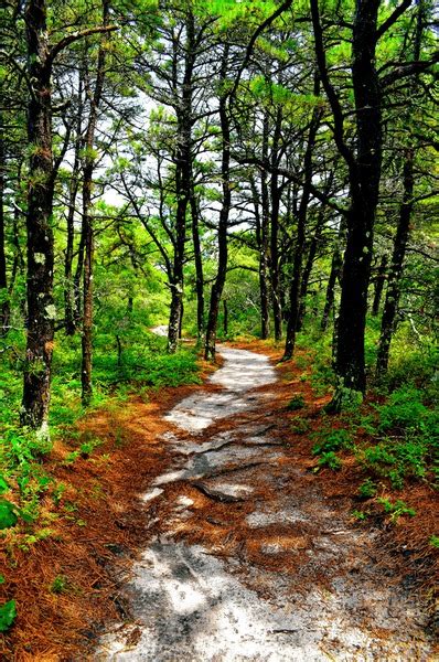 2 Atlantic White Cedar Swamp Trail Images Stock Photos 3D Objects