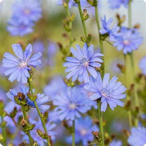 Chicory Seeds Wild Heirloom Untreated Non Gmo From Canada