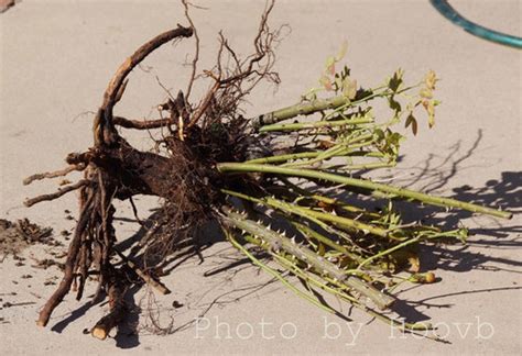 A Grafted Rose Going Own Root Illustrated