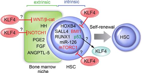 Self Renewal Is Regulated By Extrinsic Stem Cell Niche In Bone Marrow