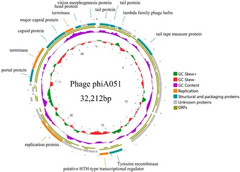 Frontiers Biologic And Genomic Characterization Of A Novel Virulent