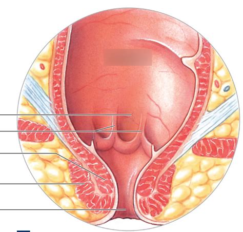 BIOL 348 Exam 4 Labeling Diagram Quizlet