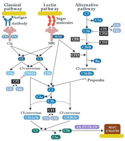 Which Of The Following Are Most Susceptible To Complement Lysis