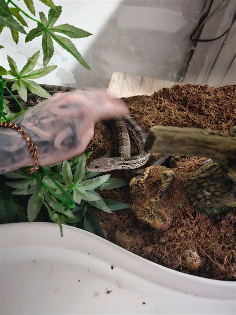 Corn snake | Reptiles & Amphibians for Rehoming | Edmonton | Kijiji