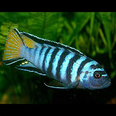 Pseudotropheus Elongatus Mpanga 4 5cm Cichlidés Africain Du Lac Malawi