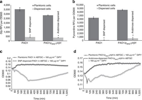 Pyoverdine Synthesis And Iron Chelator Tolerance Assays For P