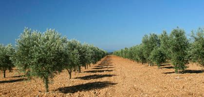 La Creazione Delloliveto Scelta Del Sesto D Impianto