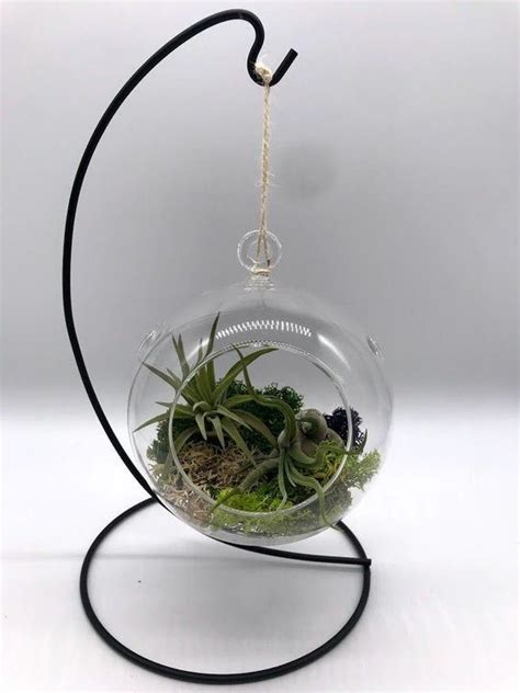 Air Plant Glass Globe W Stand Bulb Hanging Planter Pot Tillandsia Succulents W Preserved Moss