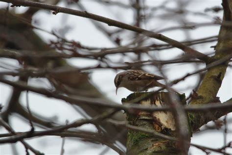 Treecreeper Wilfred Jonker Flickr