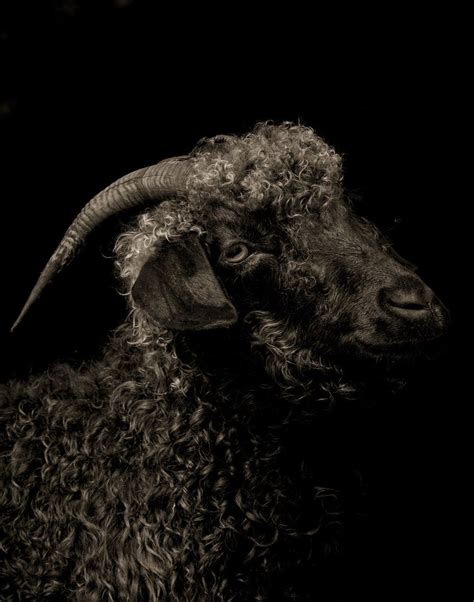 Bleating Hearts Will Love These Soulful Portraits Of Goats | Goats ...