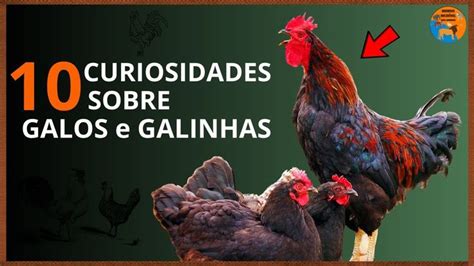 GALOS E GALINHAS TOP 10 Curiosidades Sobre As Aves Comportamentos E