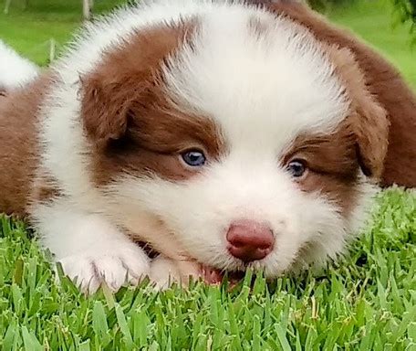 Filhotes de Border Collie à venda