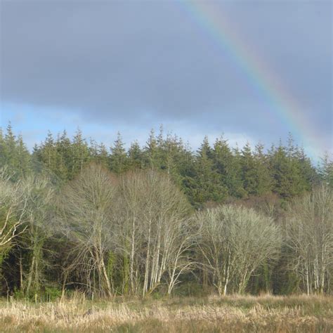 Castle Archdale Forest, County Fermanagh - See Around Britain