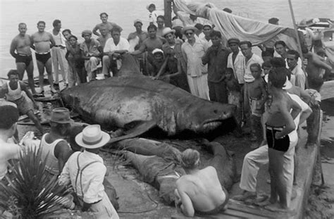 Update 10 Foot Long Great White Shark Stranded On Santa Cruz Beach Dies