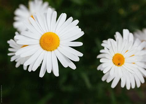 Daisy By Stocksy Contributor Jira Saki Stocksy