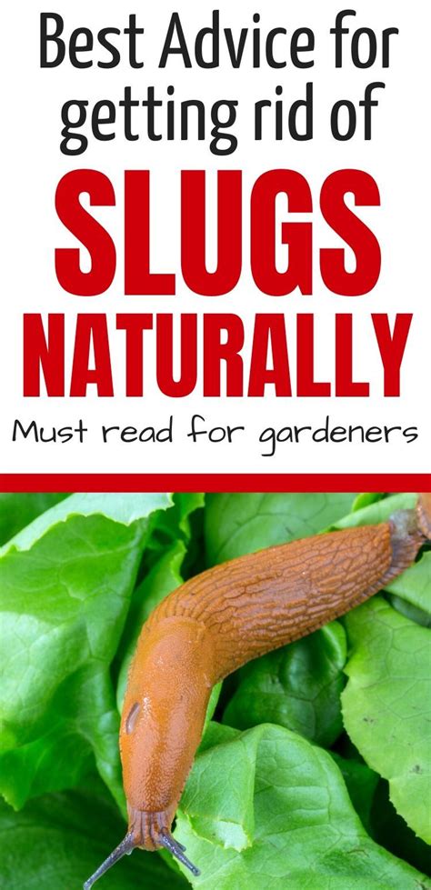 Get Rid Of Slugs Naturally Getting Rid Of Slugs Backyard Vegetable