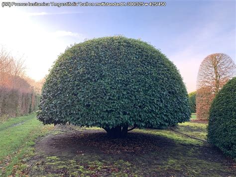 Prunus Lusitanica Angustifolia Ball On Multi Stem Pavilion Specimen