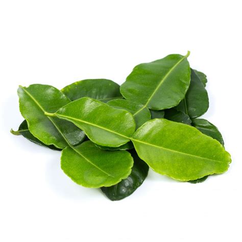 Lime Leaf Kaffir