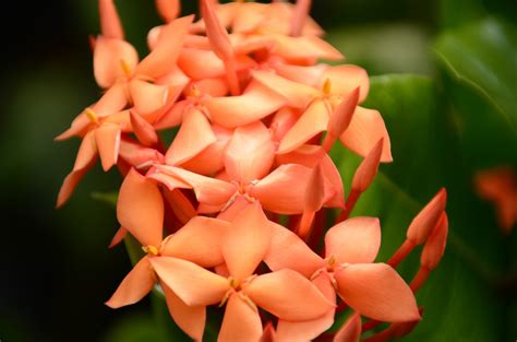 Fotos gratis naturaleza flor fotografía hoja pétalo florecer