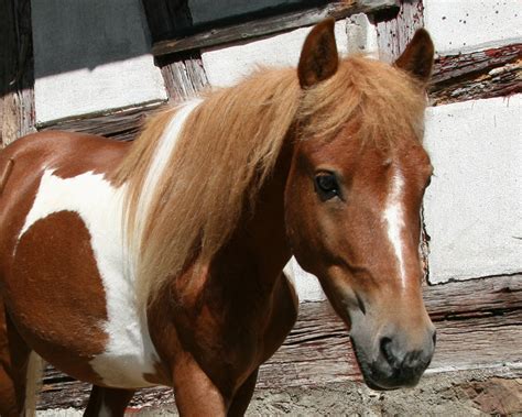 Ponyreiten Isch