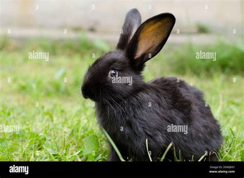 élevage De Lapins Banque De Photographies Et Dimages à Haute