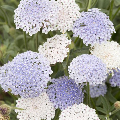 Didiscus Caeruleus Lace Mixture Blaudolde Jora Dahl