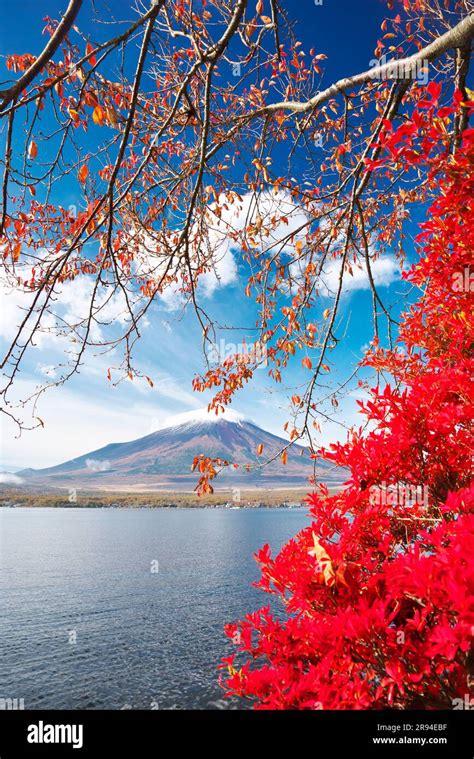 Autumn Leaves And Mount Fuji At Yamanakako Stock Photo Alamy