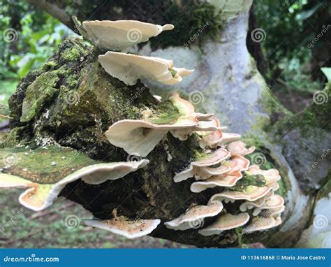 Fungus Growing In A Tree In A Costarrican Rainforest Amazing Shapes Of The Mushrooms Stock