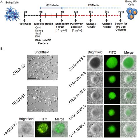 Generation Of Ips Cells From The Ewing Cell Line Chla A Cell