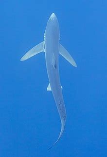 Blue shark - Wikipedia