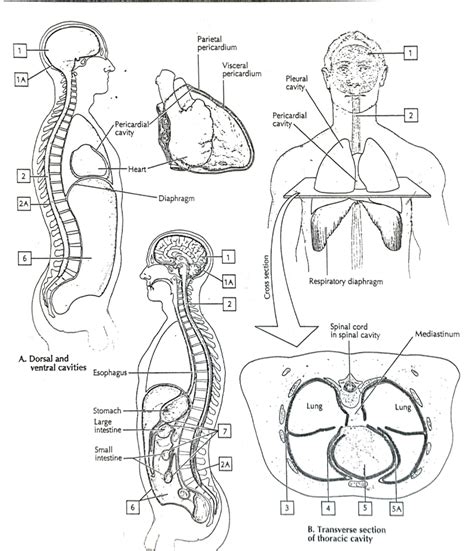 Body Cavities Diagram Quizlet