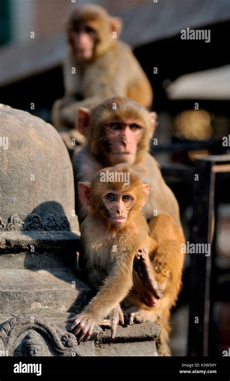 3 monkeys enjoying the sun at swayambhunath temple hi-res stock ...