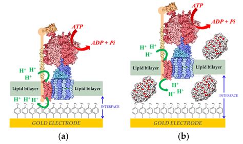 Sensors Free Full Text Electrochemical Biosensors Based On Membrane