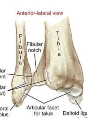 Lecture 29 Tibiofibular And Ankle Joints Flashcards Quizlet