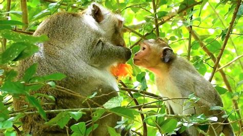 Poor Baby Monkey Janet Ask Mom Jane For Mango But Jane Is Busy Eating