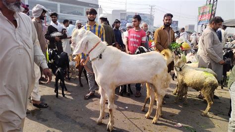 Wednesday Update Lahore Bakra Mandi Shahpur Kanjra Desi Chatre Turkey