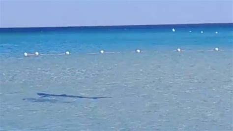 Fuga Di Bagnanti In Spiaggia Lo Squalo Nuota E Si Avvicina Alla Riva