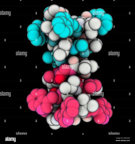 Gramicidin A Ion Channel Computer Model Showing The Structure Of The