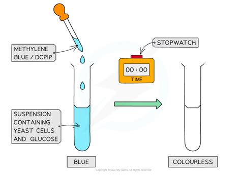 CIE IGCSE Biology 复习笔记12 1 1 Respiration in Cells