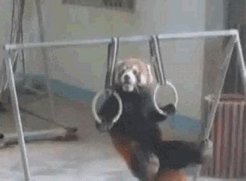 Red Panda GIF - Find & Share on GIPHY